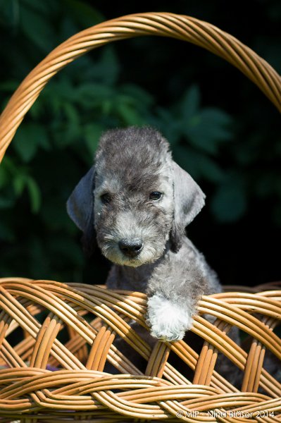 2014-07-03 Cherry-7017.jpg